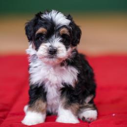 Loopy - Tri-color male Bernedoodle puppy in Dundee, Ohio from Down Home Doodle