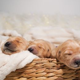 Golden Retriever, Miniature American Shepherd, and Siberian Husky Puppies from HuskiesAndGoldensWithFinesse