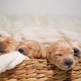 Golden Retriever, Miniature American Shepherd, and Siberian Husky Puppies from HuskiesAndGoldensWithFinesse