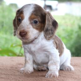 Moby Purebred DNA Tested Parents Health Certified Family Raised - Dapple male Dachshund puppy in Haines City, Florida from Divine Poodle Paradise Standard Poodles & Divine Dachshunds