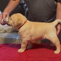 Ragnar - Black male Labrador Retriever puppy in Cullman, Alabama from Chara’ Labradors