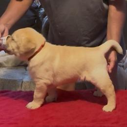 Ragnar - Black male Labrador Retriever puppy in Cullman, Alabama from Chara’ Labradors