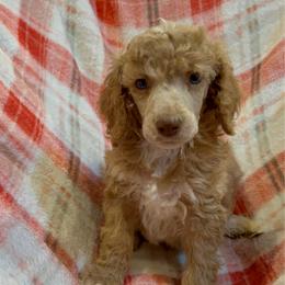 Harvest Rowan - Apricot male Poodle puppy in Corona, California from Garden Of Poodles