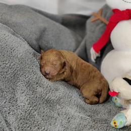 Ashley (pink collar)-OFA and CHIC sire - Red  female Poodle puppy in Westfield, North Carolina from Legacy Pets