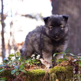 Bess - Wolf sable female Pomsky puppy in Moultonborough, New Hampshire from Foxfire Arctic Spitz
