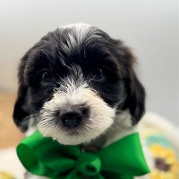 Hayden - Black and tan brindle male Havapoo puppy in Loveland, Colorado from Littledoodles2love