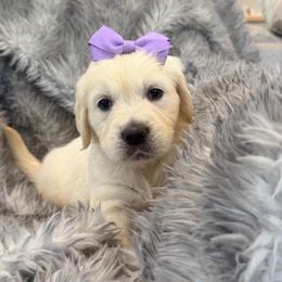Chansey - Light golden female Golden Retriever puppy in Shingle Springs, California from Creamy Retrievers
