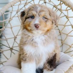 Pearl - female Australian Mountain Doodle puppy in Spanish Fork, Utah from K Brand Doodles