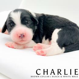Charlie - male Australian Mountain Doodle puppy in Tipton, Indiana from Country Creek Doodles