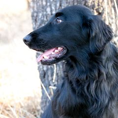 Flat-Coated Retriever All Grown Up from Shayna Flat-Coated Retrievers