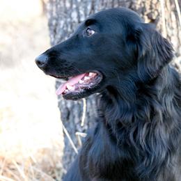 Flat-Coated Retriever All Grown Up from Shayna Flat-Coated Retrievers