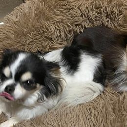 Chihuahuas from G's Chihuahuas
