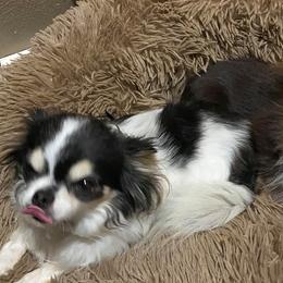 Chihuahuas from G's Chihuahuas