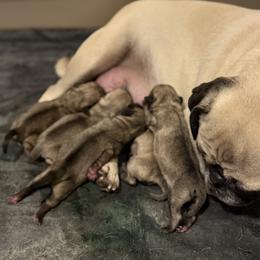 Pug Puppies from Sweet Mercy Farm