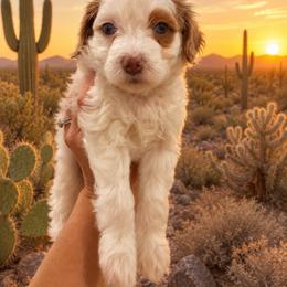 America Grace - Cream female Aussiedoodle puppy in Arizona from Coats of Many Colors LLC