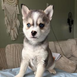 Eclipse - Black and white female Pomsky puppy in Valparaiso, Indiana from Valparaiso Pomskys