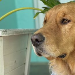 Golden Retrievers from Barrier Island Goldens
