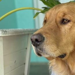 Golden Retrievers from Barrier Island Goldens