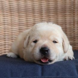 Girl 2 - Yellow female Labrador Retriever puppy in Conroe, Texas from Pride Rock Labradors