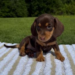 Hazel - Chocolate and tan female Dachshund puppy in Defuniak Springs, Florida from Anastasia Knight's Cocker Spaniels
