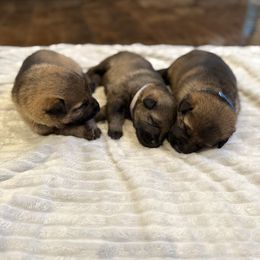 L: Male 3 - Sable male German Shepherd puppy in Alum Creek, West Virginia from Stay Wild K9