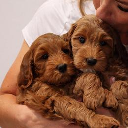 Goldendoodles from Bridges Goldendoodles