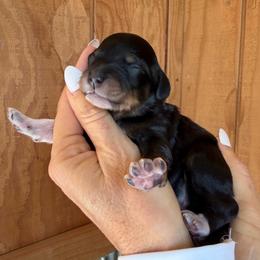 Piper - Tri-color female Bernedoodle puppy in Yuba City, California from Ranch House Doodles
