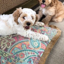 Cockapoo Puppies from Maple’s Cockapoo Puppies