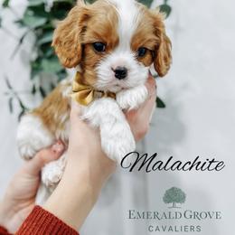 Cavalier King Charles Spaniel Puppies from Emerald Grove Puppies