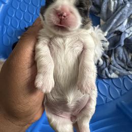 SADIE - Brindle and white female Shih Tzu puppy in Southaven, Mississippi from Fluff and Tuff Shih Tzus