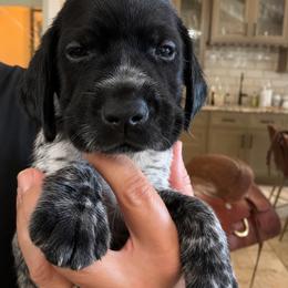 Clover - Black roan male German Shorthaired Pointer puppy in San Antonio, Texas from Alvarado Farm Kennels, LLC