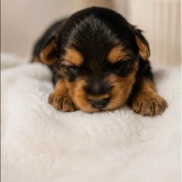 Tanner - Black and tan male Yorkshire Terrier puppy in Broxton, Georgia from More Than Family