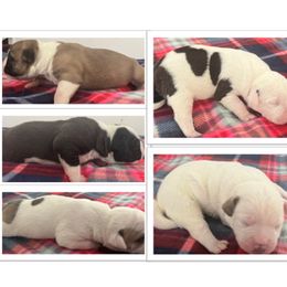 Boy 6 - White male American Bulldog puppy in Pace, Florida from Genesis American Bulldogs