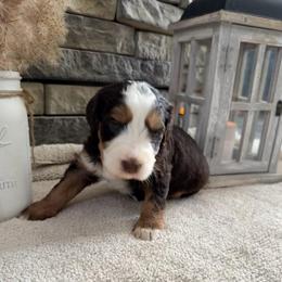 Moosie - Tri-color female Bernedoodle puppy in Hackleburg, Alabama from The Doodle Patch