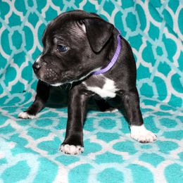 Staffordshire Bull Terrier Puppies from Ol'Wood Stafford's