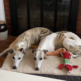 Whippet All Grown Up from Whippets of Westgate