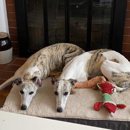 Whippet All Grown Up from Whippets of Westgate