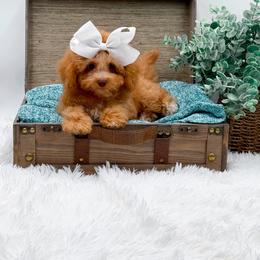 Cora - Red female Cavapoo puppy in Statesville, North Carolina from Doodle Babies