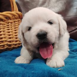 Pumpkin - Light golden male Golden Retriever puppy in Colville, Washington from Rosehaven Homestead