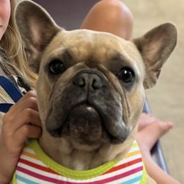 French Bulldogs from Field of Frenchies