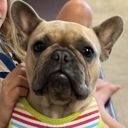 French Bulldogs from Field of Frenchies