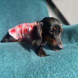 Penny - Dachshund