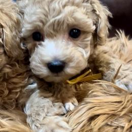 Will - Apricot male Poodle puppy in Oceanside, New York from Anastasia STANDARD Poodles three four seven seven five four two three four five