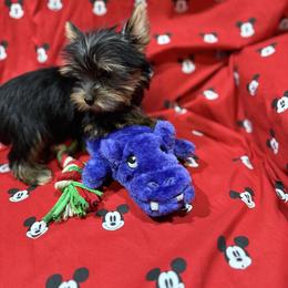 Yorkshire Terrier Puppies from Rosann Serna