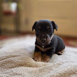 Ethan - Black and tan male American Hunt Terrier puppy in Cave City, Arkansas from Bayou Valley Shepherds and American Hunt Terriers