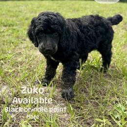 Zuko - Brindle male Poodle puppy in Jacksonville, Florida from Creek Side Kennels