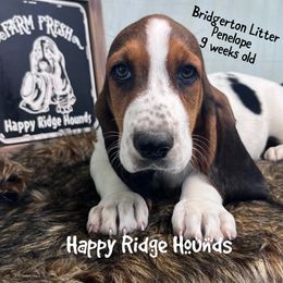 Penelope - Black brown and white female Basset Hound puppy in Mebane, North Carolina from Happy Ridge Hounds