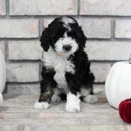Aussiedoodle Puppies from Peachydoodlepups