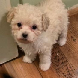 Snow - White male Poodle puppy in Grand Saline, Texas from Oldfield Outdoors