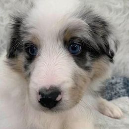 Shetland Sheepdogs from Beloved Shelties